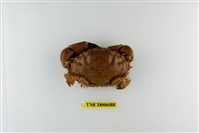 藏品(光手滑面蟹)的圖片